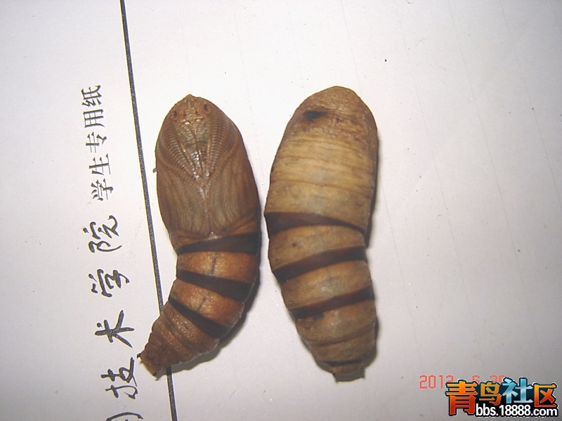 蛹1.jpg