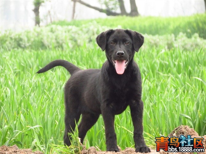 ps爱犬2.jpg
