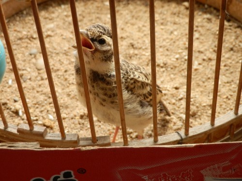 P6090477_conew1.jpg