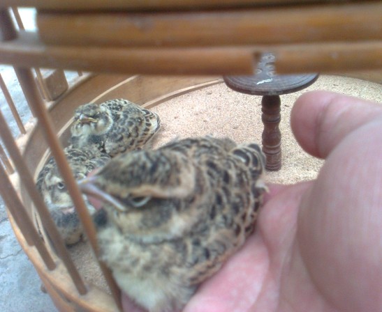 QQ截图20120617202006.jpg