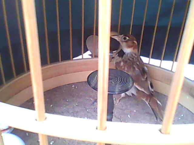 IMG0091C.jpg