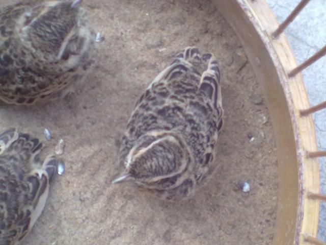 20120615098.jpg