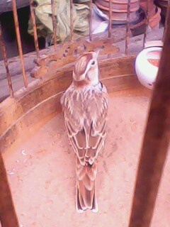 IMG0780A.jpg
