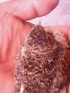 IMG0666A.jpg