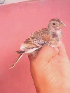 IMG0798A.jpg
