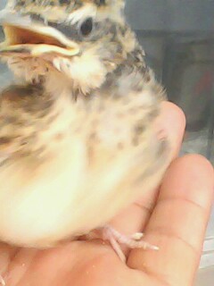 IMG0615A.jpg