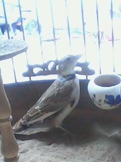 IMG0778A.jpg