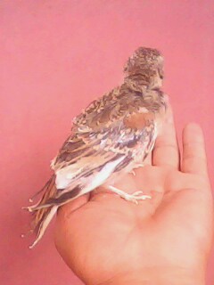 IMG0799A.jpg