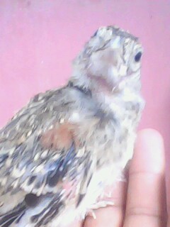IMG0810A.jpg