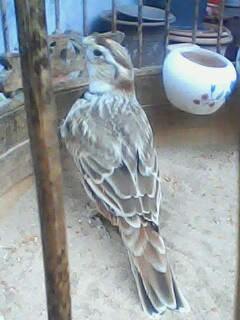 IMG0785A.jpg