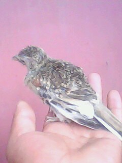 IMG0805A.jpg