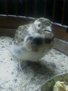 IMG0435A.jpg