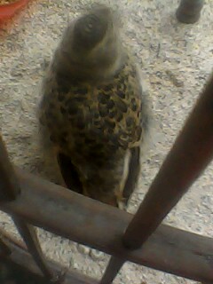 IMG0361A.jpg