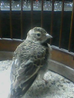 IMG0407A.jpg