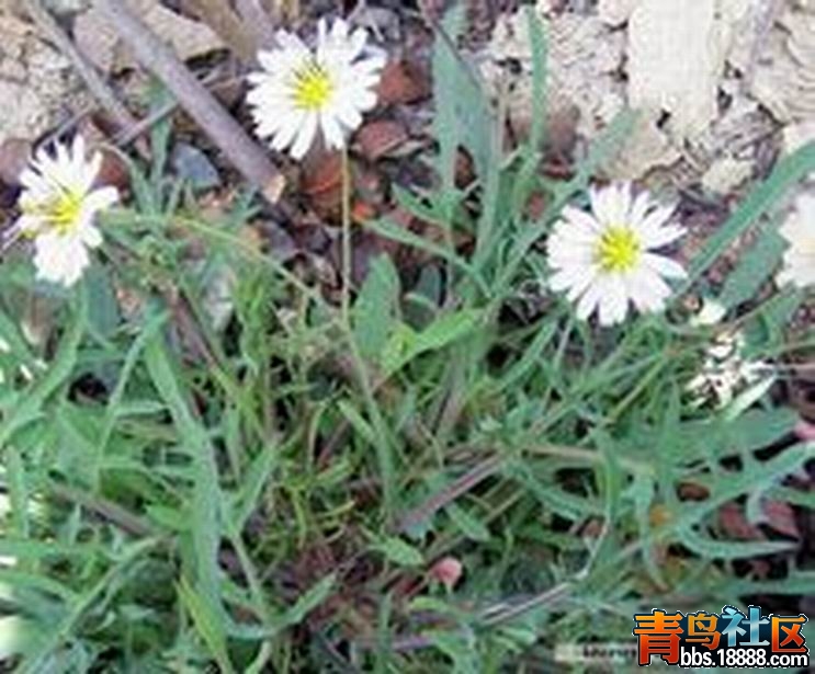 中华小苦荬2.jpg