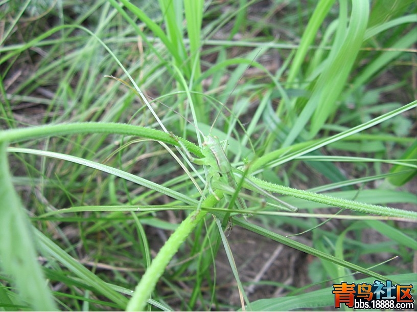 蝈蝈1.jpg
