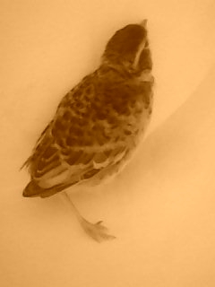 DSC_0000026.JPG