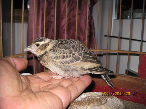 IMG_2749_副本.jpg