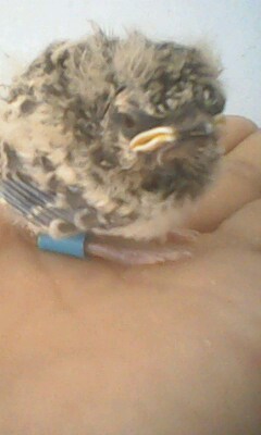 IMG0599A.jpg