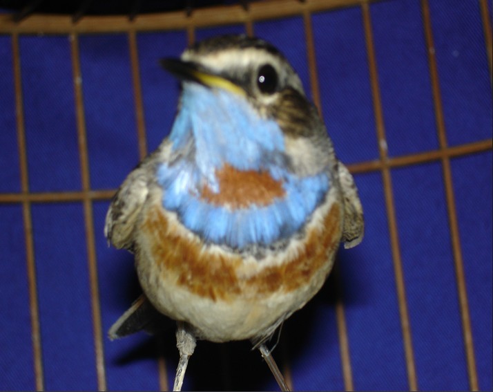 春蓝1.jpg