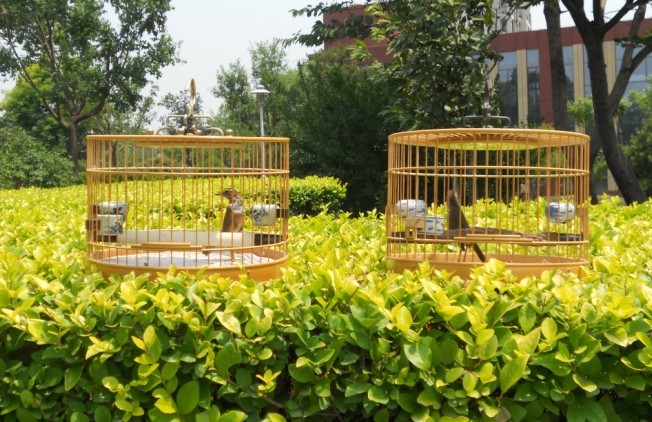 蓝鸟20.jpg