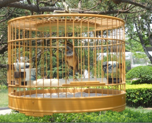 蓝鸟3.jpg