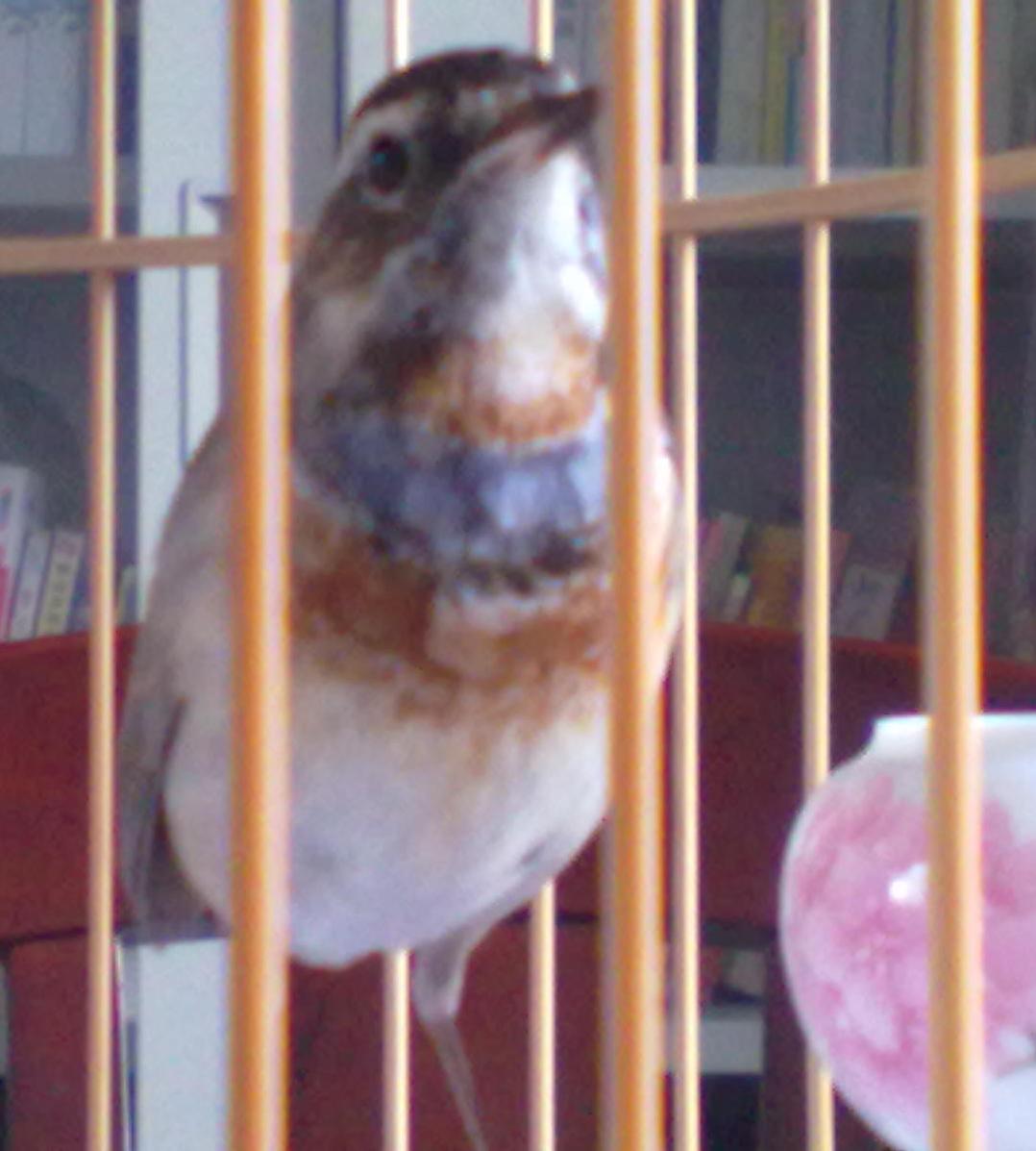 6月08日颏毛明显散落2.JPG