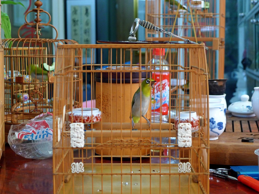 conew_p1040845.jpg