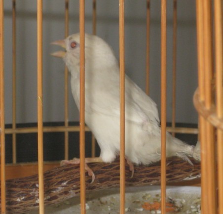 白麻.jpg