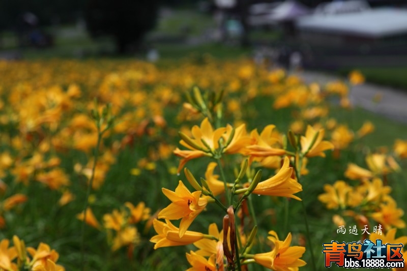 conew_dpp_00064.jpg