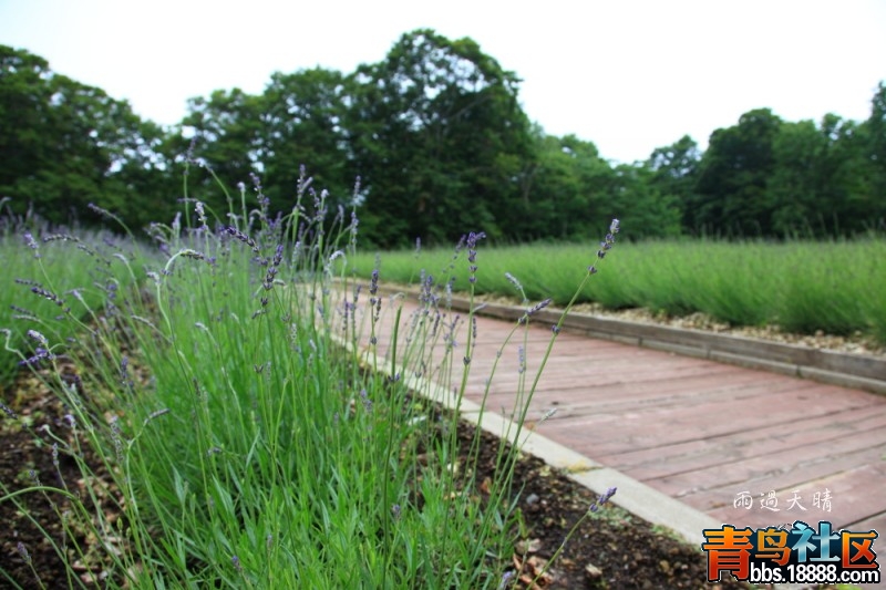 conew_dpp_00026.jpg