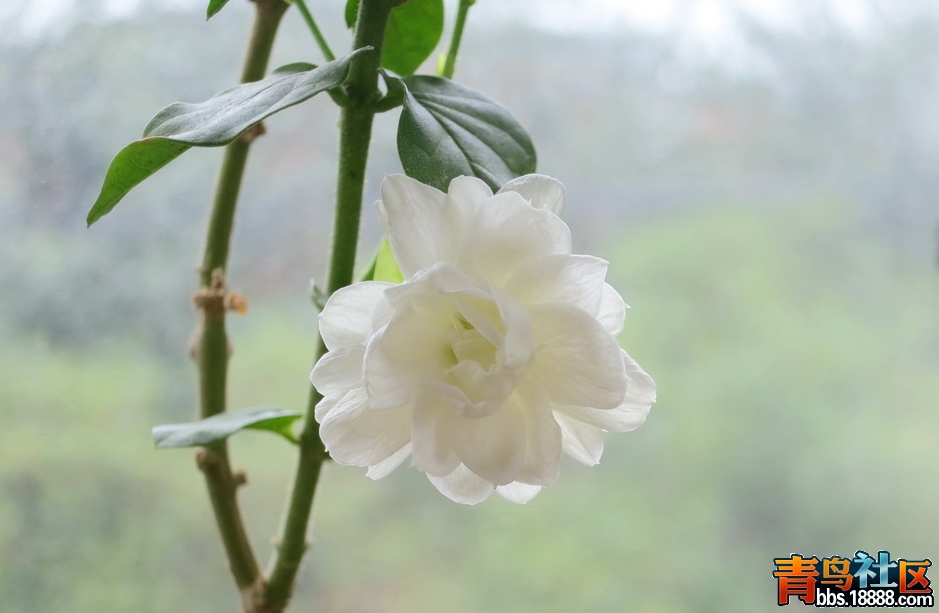 花36‘.jpg
