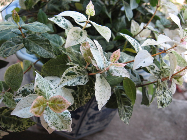 2012-07-0721 029.jpg