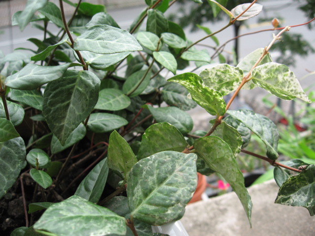 2012-07-0718 005.jpg