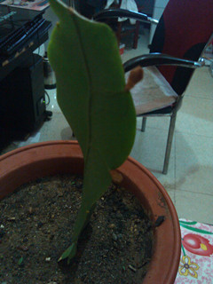 IMG_20120708_213720_副本.jpg