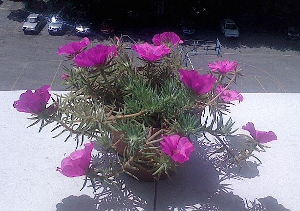 IMG0723110200.JPG
