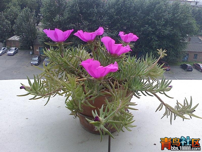 IMG0718135200.JPG