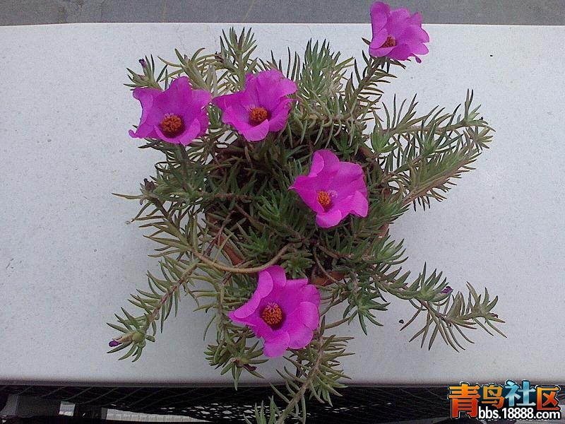IMG0718135300.JPG
