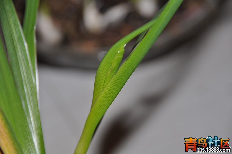 DSC_1677_副本.jpg