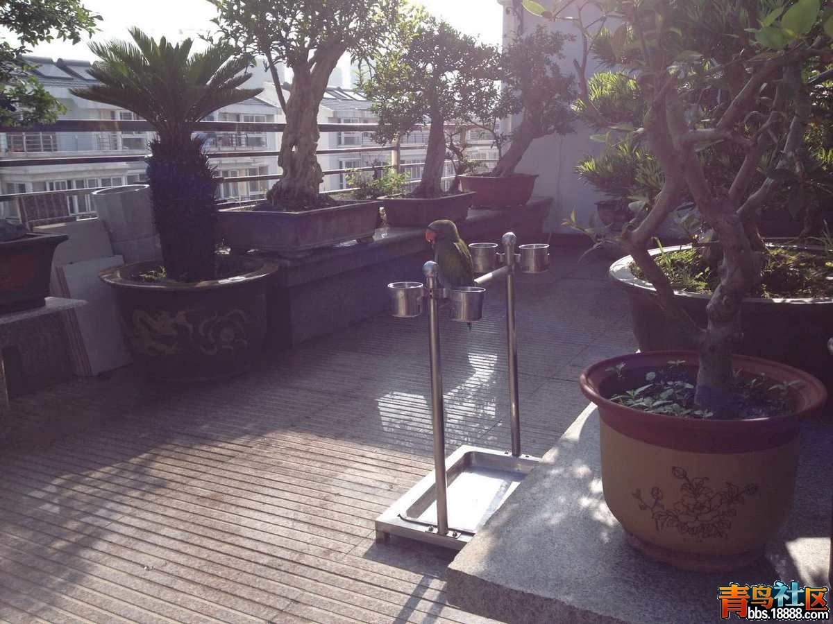 鹦鹉2 011.jpg