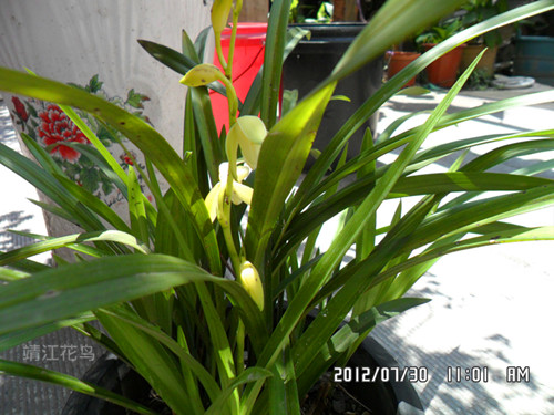 SAM_0974_副本.jpg
