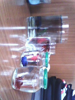 IMG0066A.jpg