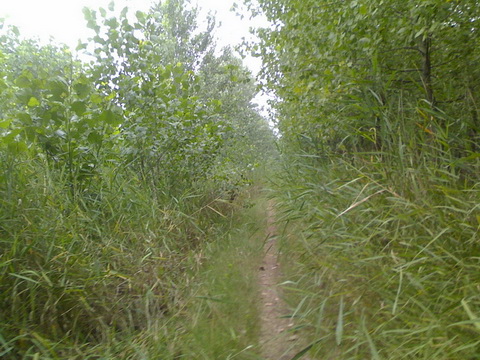 林荫小道.jpg