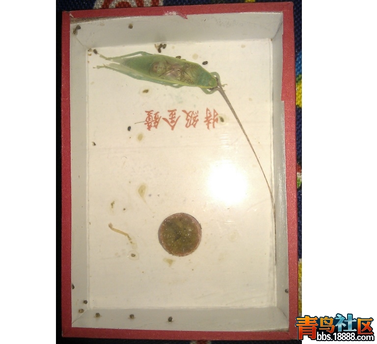 金钟2.jpg