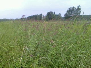 IMG0907155504.jpg