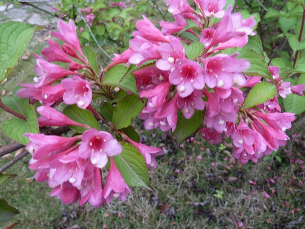 锦带花2_副本.jpg