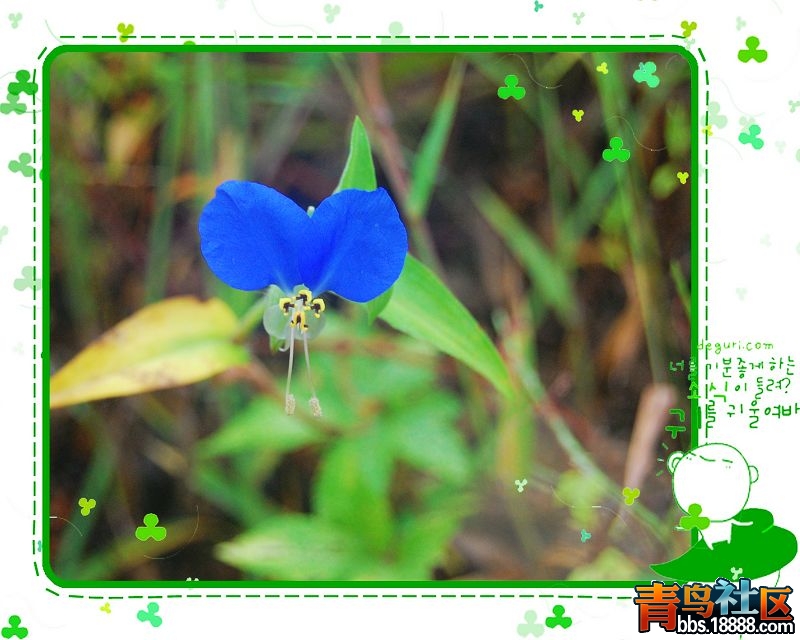 6花.jpg