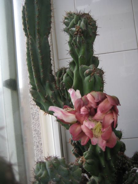7花.jpg
