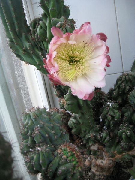 3花.jpg
