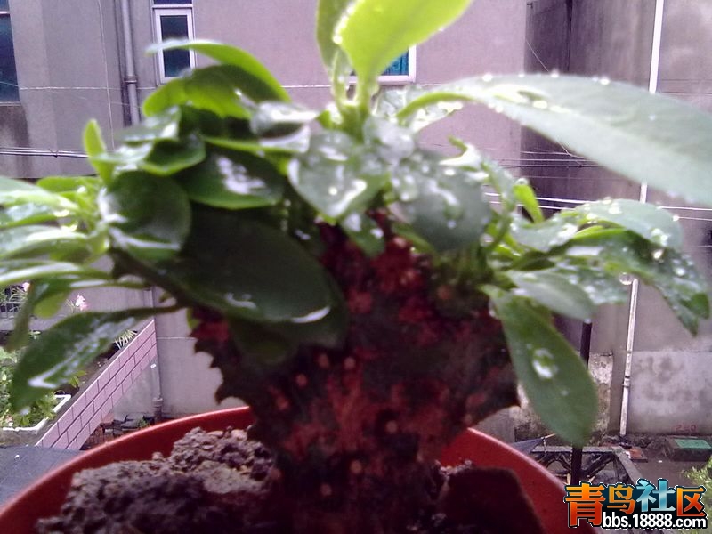20120808861.jpg